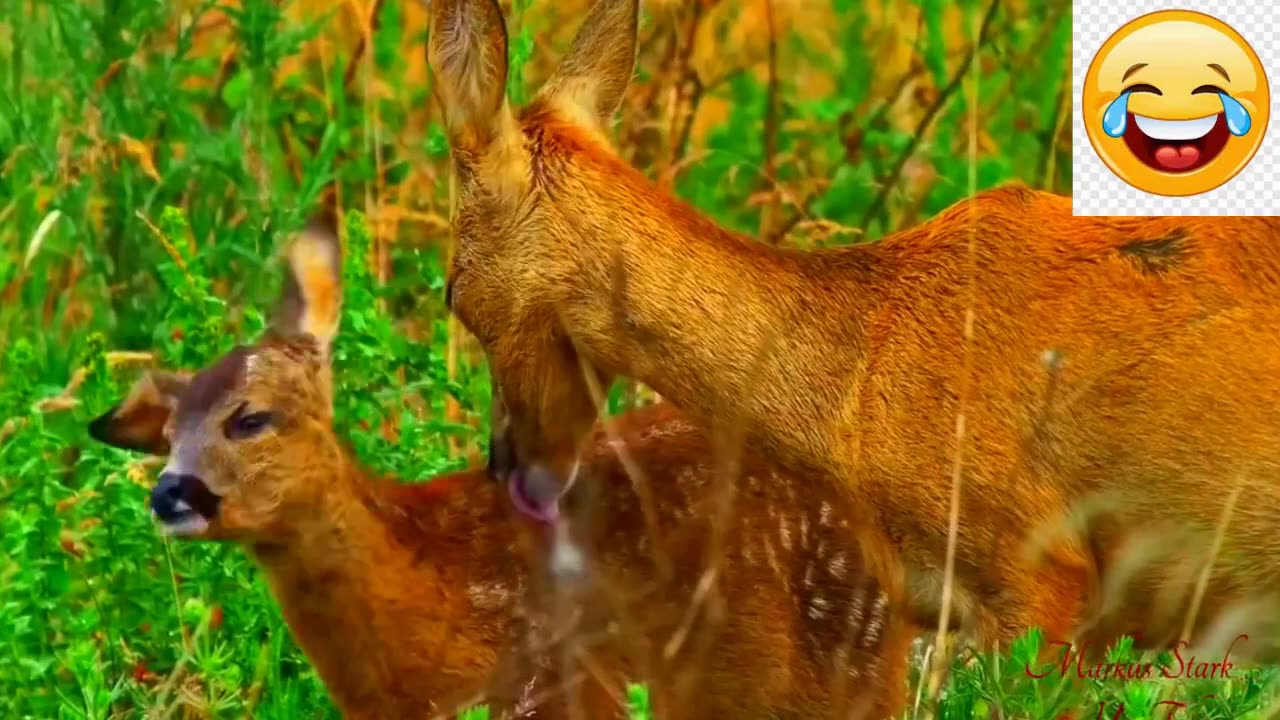 Aww Fest in Motion | Cute Baby Animals Videos Compilation - Guaranteed Heartwarming Smiles! 😍❤️ #2