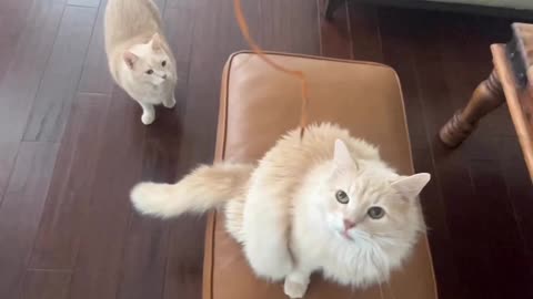 Adorable cats video for cat lovers🐱🥰