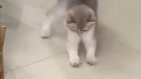 Cute Cat video