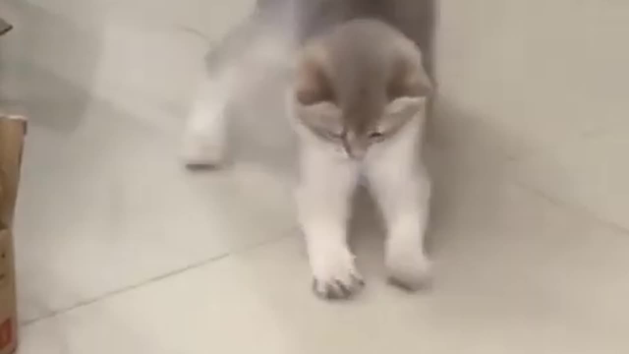 Cute Cat video