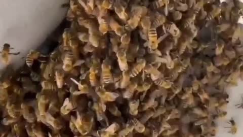 Saving a swarm of bees