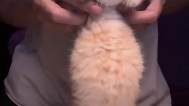 Cute cat