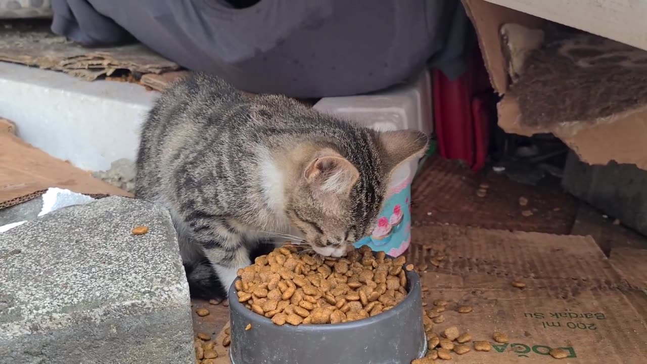 Tiny playful Kitten with incredibly beautiful eyes