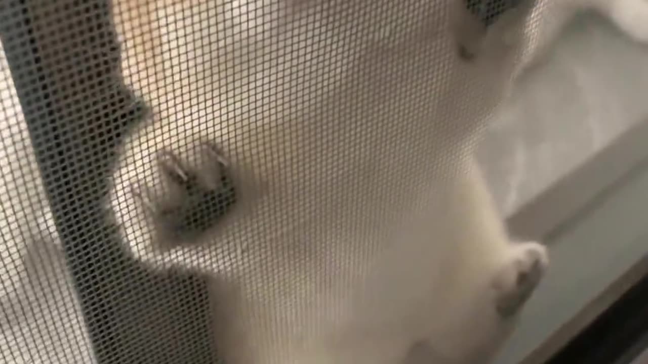 Cute kitten, of course, I want to see Aite's most lovely person