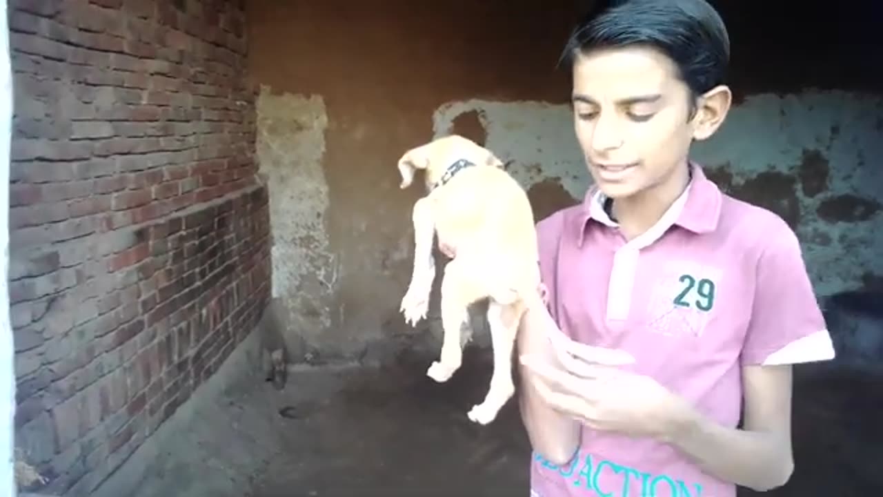 Dog video