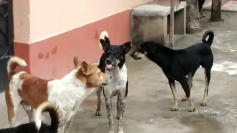 Street Dog Fight Very Funny definate funn