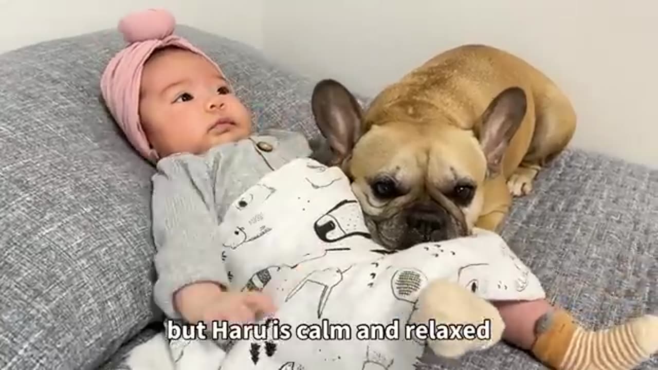 Dogs fall in love our cute baby