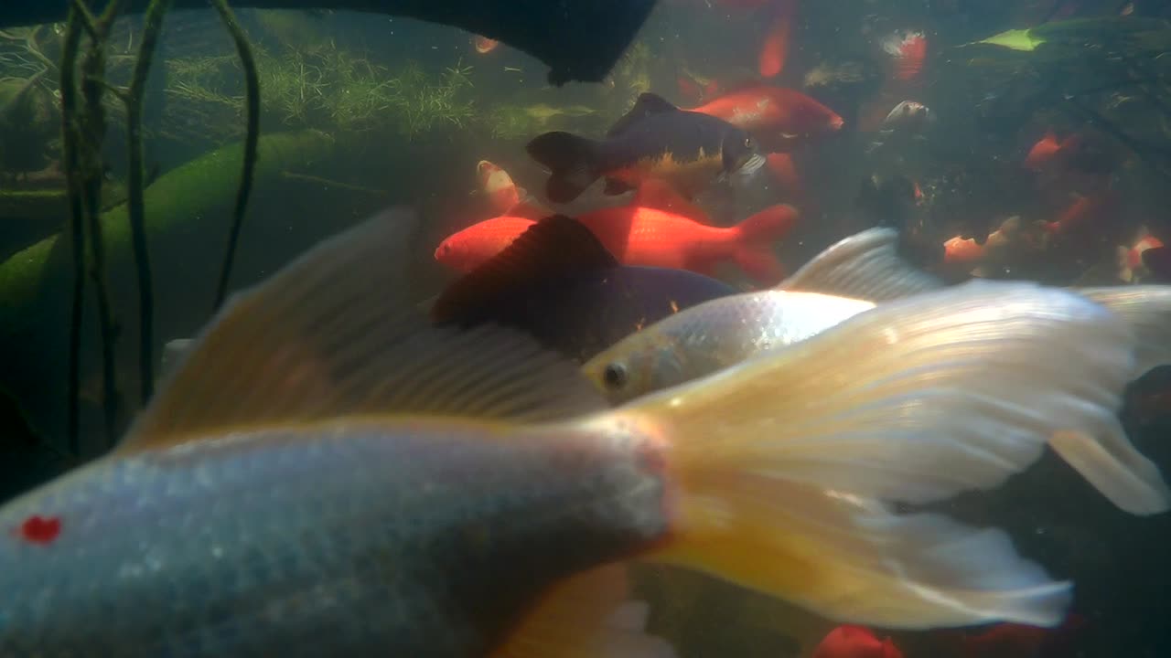 koi and goldfish pond UW video 180729