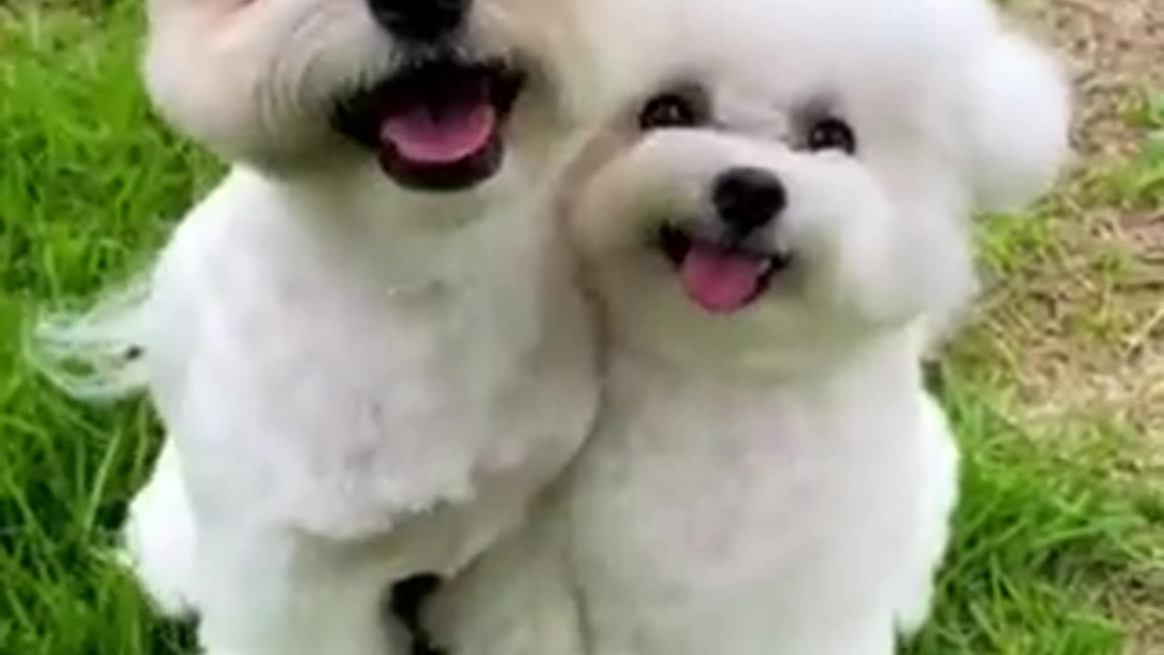 Puppy Hug: Pure Cuteness and Canine Love