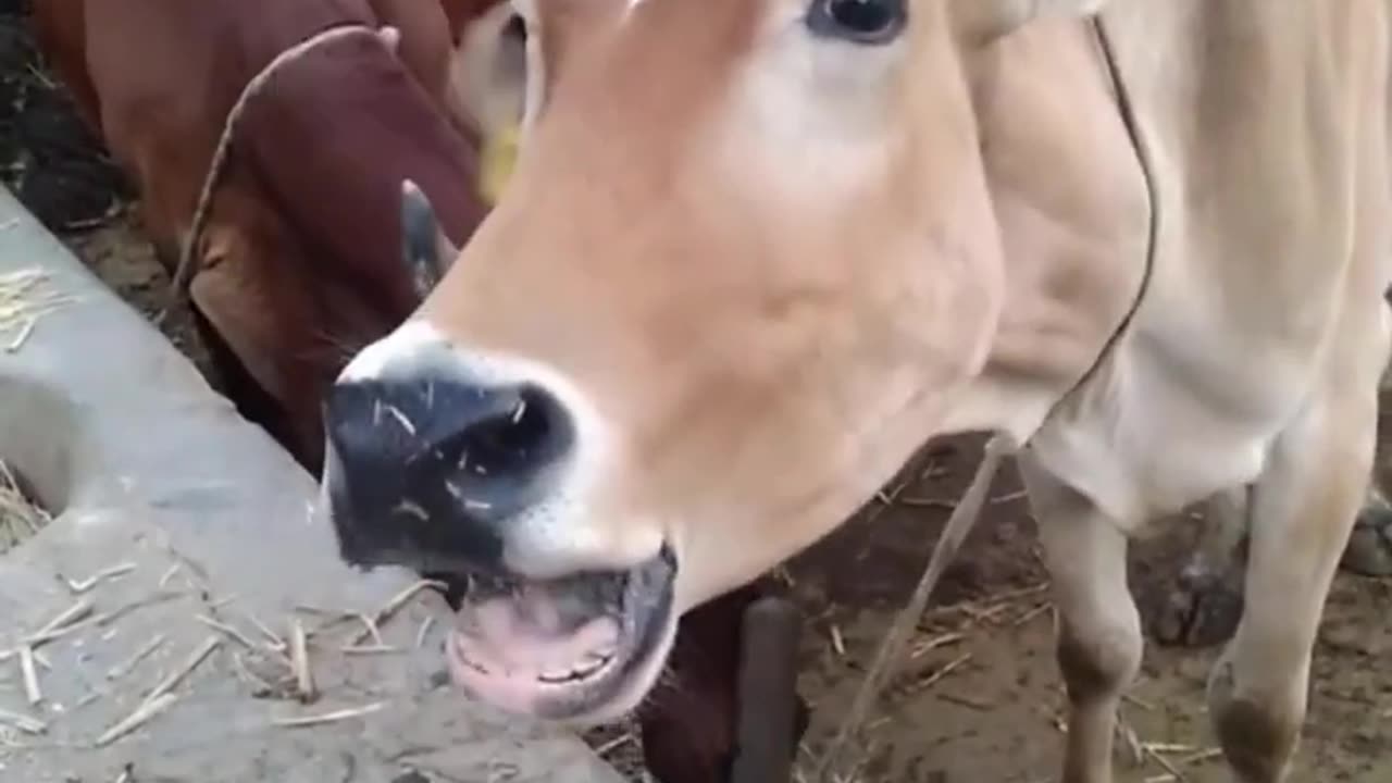 All animal funny animal sounds.. 🐶🐱🐼🐯🐻❄️🦁🐷🐮🐤🐦🦉🐛🪱🐗🐴