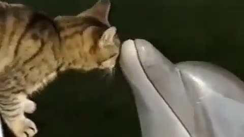 This is a beautiful and charming water-dwelling species