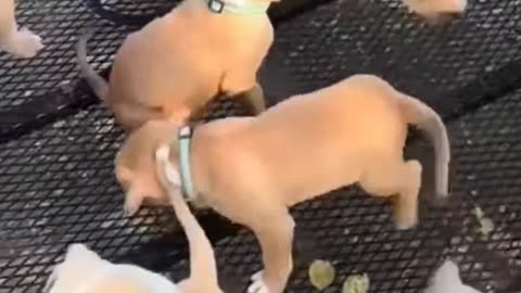 CUTE Bully puppies, cute 💯♥️🐕, Lovely puppies and So cute