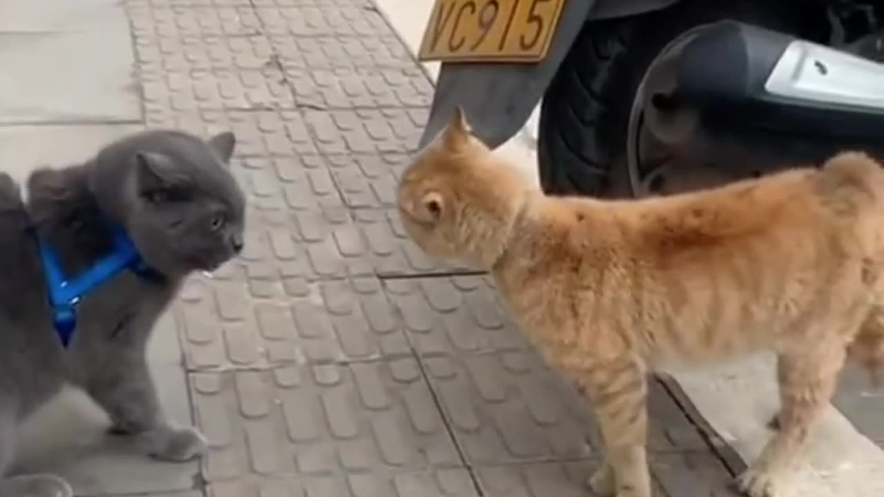 Funny Moments Animals