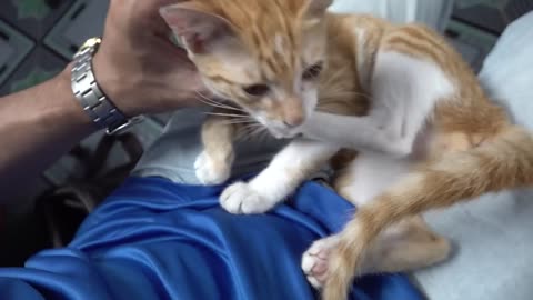 cute cat reacting to stranger