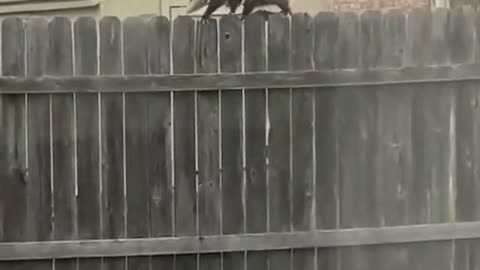 Cute and adorable animal behavior makes anyone happy to see it