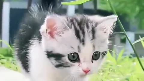 cute cat 😋