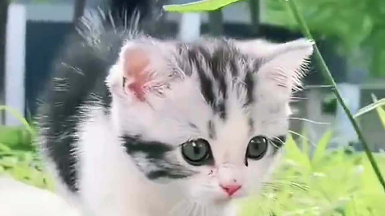 cute cat 😋