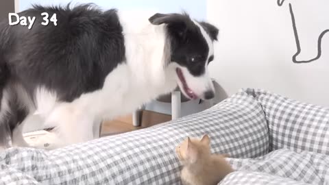 Rescued Tiny Kitten Grows Up Believing He’s a Big