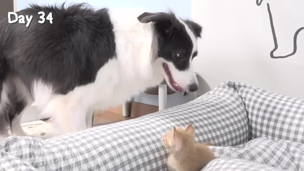 Rescued Tiny Kitten Grows Up Believing He’s a Big