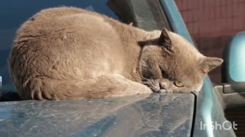 Funny video 2023 cat pats video 2023