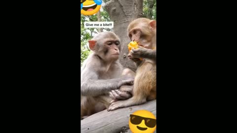 Another Mini Compilation Of Animals Feeding, Very Funny - TikTok Animals (Funny Animals #355)