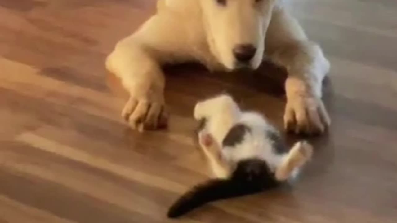 The dog and cat are looking very cute 🥰