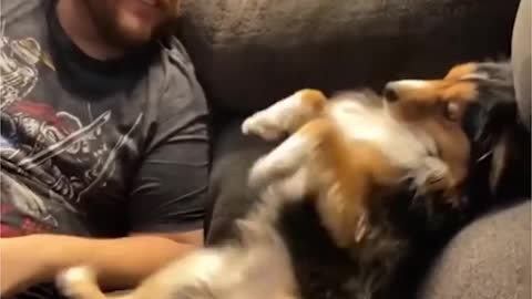 I can't stop Laughing amazing Cats and Dogs