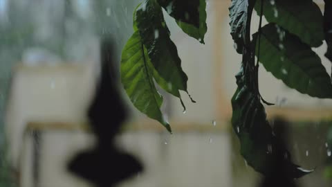 natural rain hd videos