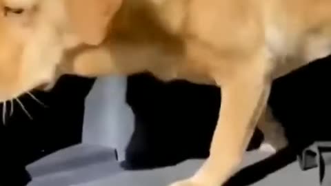 Cute and Funny Animal Video😂