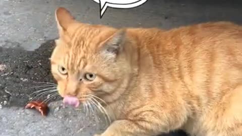 Cute kittens Baby Cats Cute and Funny Cat Videos Compilation #shorts #animals # 429