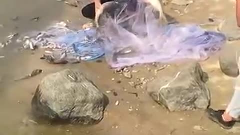 Amazing Asian Cast Net Fishing 🐟 #shorts