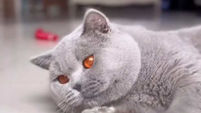 A cute cat must be cute.