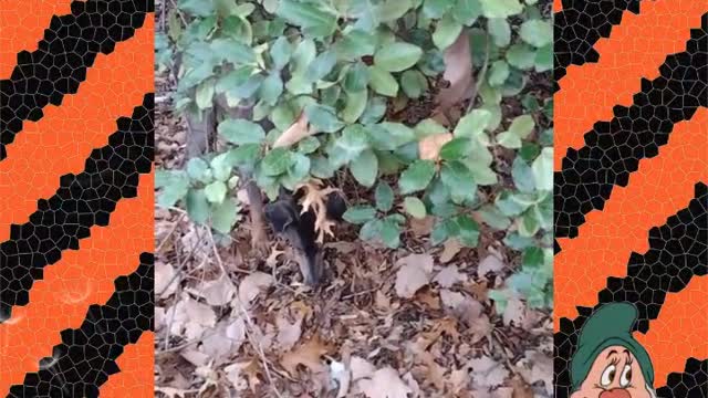Investigating dog