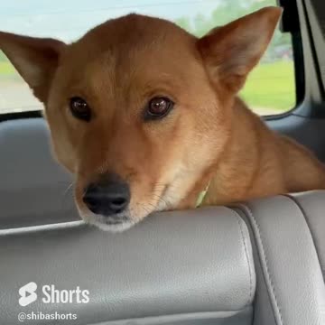 He Could Ride This All Night Long