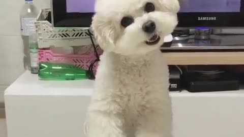 Funny animal videos|Cute animal videos |Funny dog&cat videos|Hilarious pet videos|Funny video