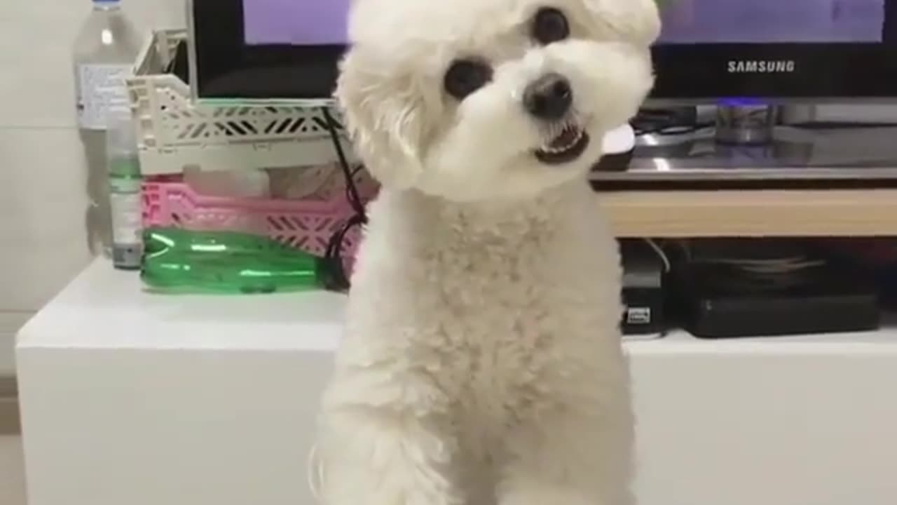 Funny animal videos|Cute animal videos |Funny dog&cat videos|Hilarious pet videos|Funny video