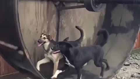 Dogs enjoying moments