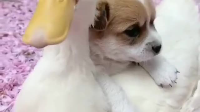 Cute Puppy Has A Duck Mom