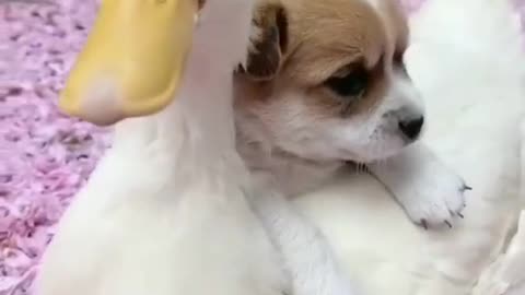 Cute Puppy Has A Duck Mom