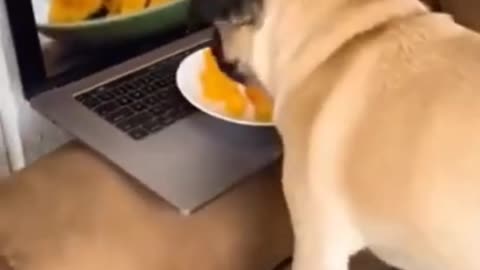 Funny Dogs