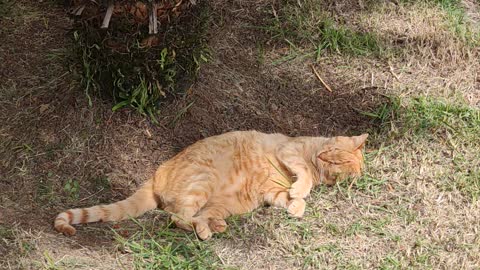 sleeping cat