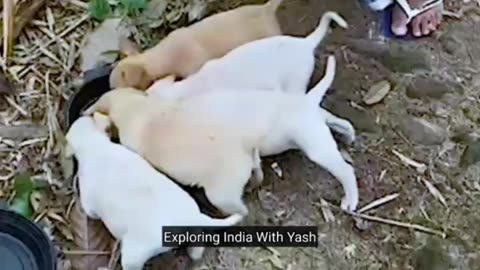 Cute puppies feeded by stranger