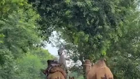 Village life ❤️ Location: Sargodha ❤️ Pakistan