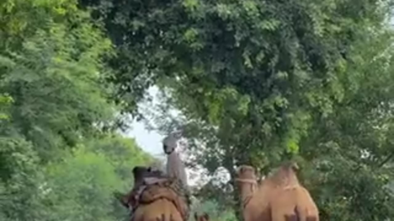 Village life ❤️ Location: Sargodha ❤️ Pakistan