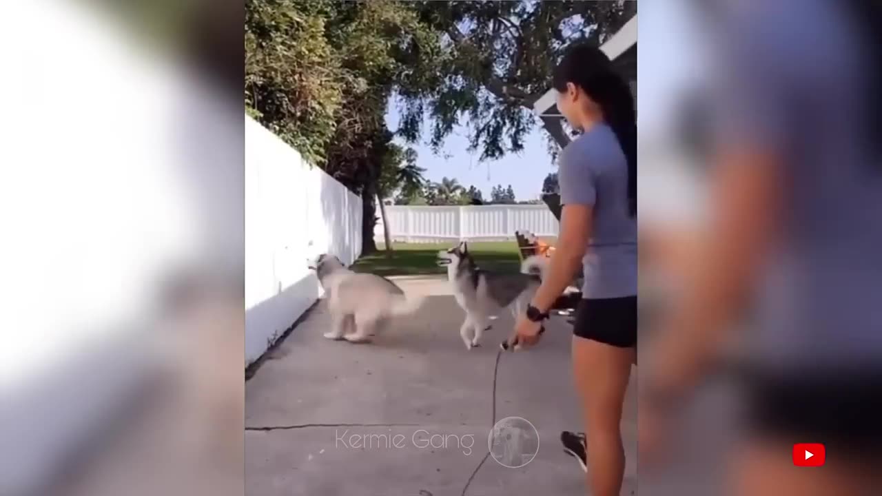 Funny Animal Videos π€£ - Funny Cats And Dogs Videos πΊπΆπ