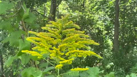 Nature’s beauty