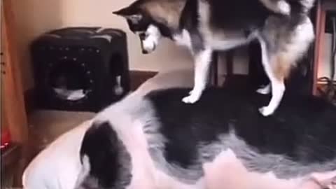 Doggo tries to wake up pig