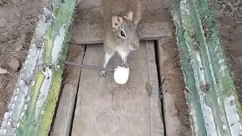 This guy understands physics #shorts #shortvideo #video #virals #videoviral