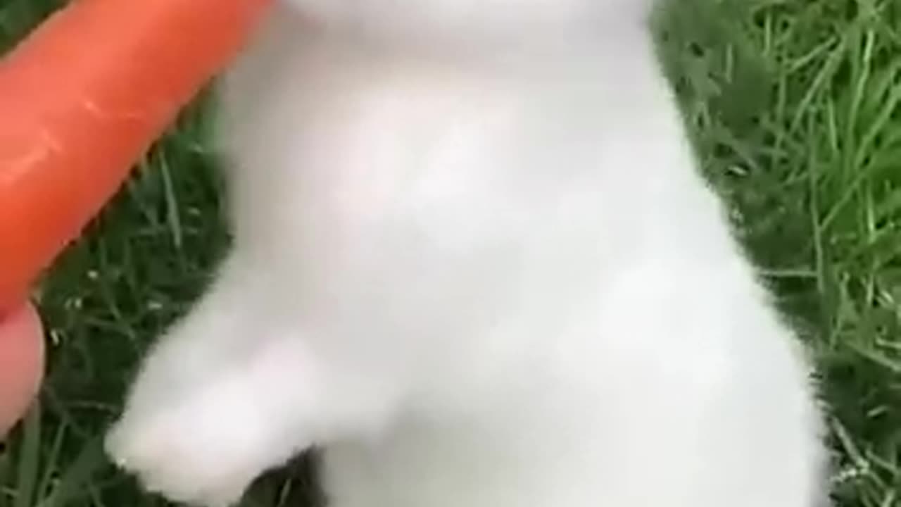 Look how cute my baby rabbit eat carrot
