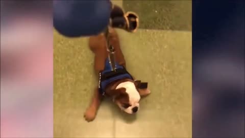 Funny cats and dogs funniest animals funny video of pets❤️🐶